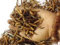 Ophiocordyceps Sinensis (Yarchagunbu) Dolpa70