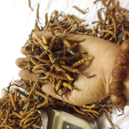 Ophiocordyceps Sinensis (Yarchagunbu) Dolpa70