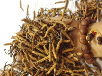 Ophiocordyceps Sinensis (Yarchagunbu) Dolpa80